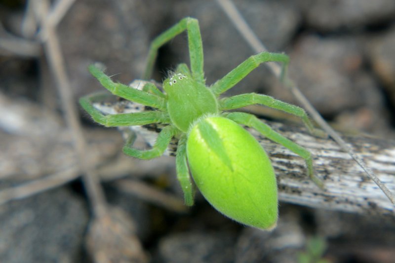 Piperspin slots - Piperspin Nederland: Uw Gids Tot Casino Bonus en Vrije Spins