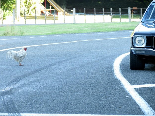 Chicken road oficial - Descubre el MISTERIO DEL CAMINO DEL POLLO: Juego de Casino en España en Línea Chicken road oficial - Descubre el MISTERIO DEL CAMINO DEL POLLO: Juego de Casino en España en Línea